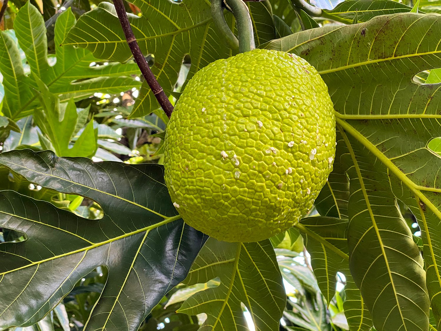 Breadfruit Tea - 1 Oz (30 g) | IMG_4194.jpg