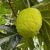 Breadfruit Tea - 1 Oz (30 g) | IMG_4194.jpg